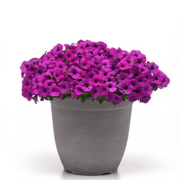 Петуния Shock Wave F1 Violet  ShockWaveViolet-5 фото