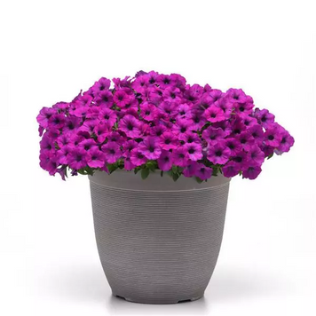 Петунія Shock Wave F1 Violet  ShockWaveViolet-5 фото