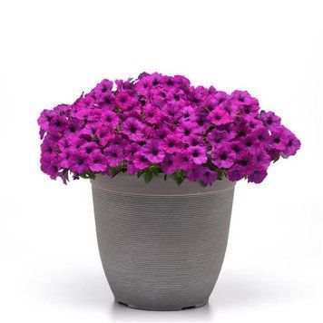 Петуния Shock Wave F1 Violet  ShockWaveViolet-5 фото