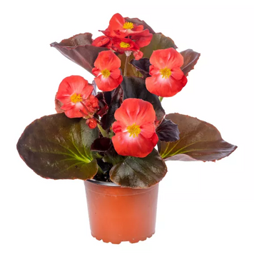 Бегонія Bada Boom Swift Scarlet New2027 pro-BadaBoomSwiftScarlet-1000seed фото