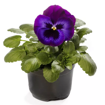 Виола Delta Pro F1 Neon Violet DeltaProNeonViolet фото