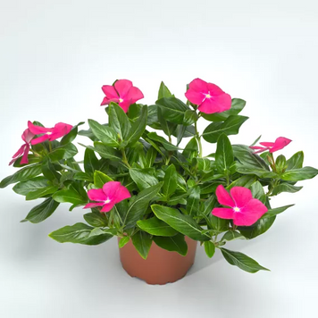 Вінка Cora Cascade XDR Violet pro-vincorcasvio-500 фото