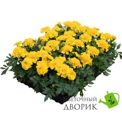 Тагетес Super Hero Deep Yellow SuperHeroDeepYellow фото
