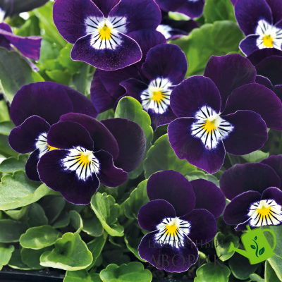 Виола рогатая Admire F1 Purple White Face pro-AdmirePurpleWF-1000 фото