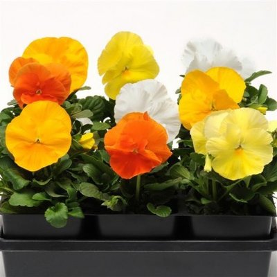 Віола Spring Matrix F1 Daffodil Mix  pro-viosprmatf1dafmixnew202-1000 фото