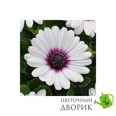 Остеоспериум Akila White Purple Eye pro-ostakiwhipureye-100 фото