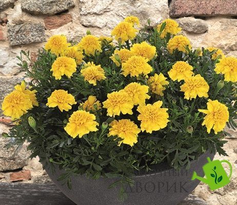 Тагетес Super Hero Deep Yellow SuperHeroDeepYellow фото