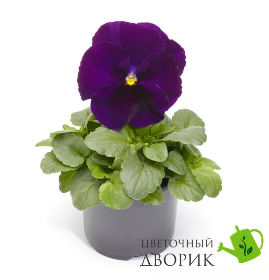 Віола Fino Violet pro-viofinvio-1000 фото