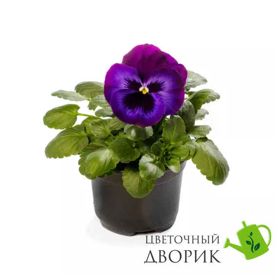 Виола Delta Pro F1 Neon Violet DeltaProNeonViolet фото