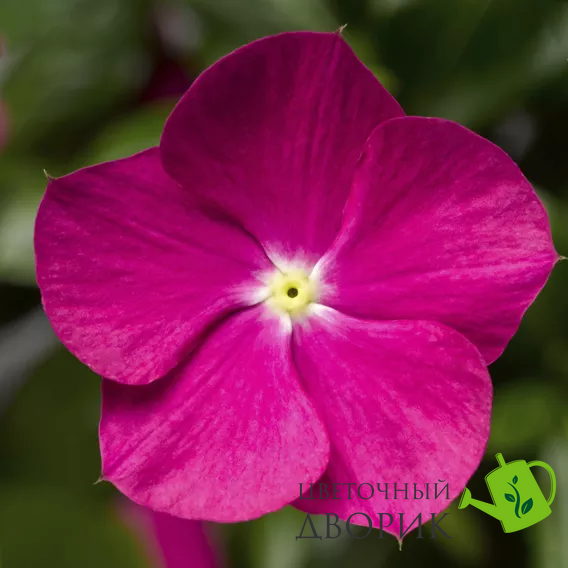 Винка Cora Cascade XDR Violet pro-vincorcasvio-500 фото