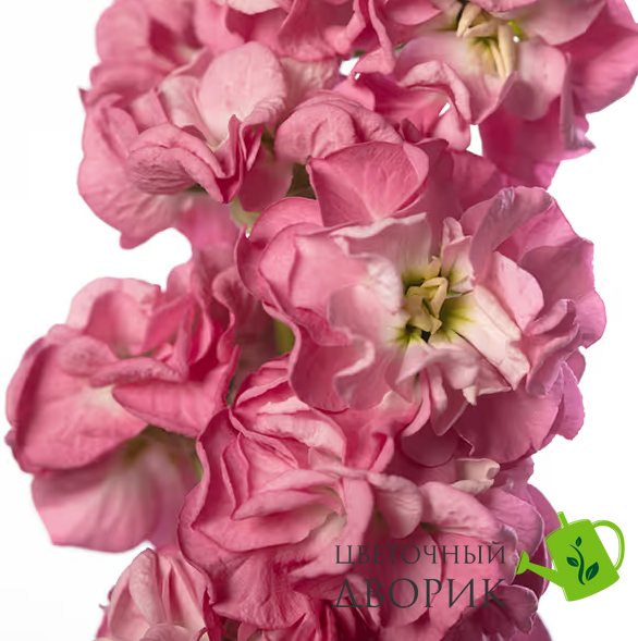 Маттиола StoX Rose Pink StoXRosePink-10 фото