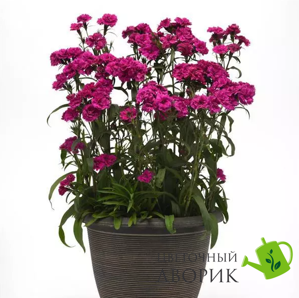 Гвоздика Dynasty Orchid pro-gvodynorcnew202-500 фото