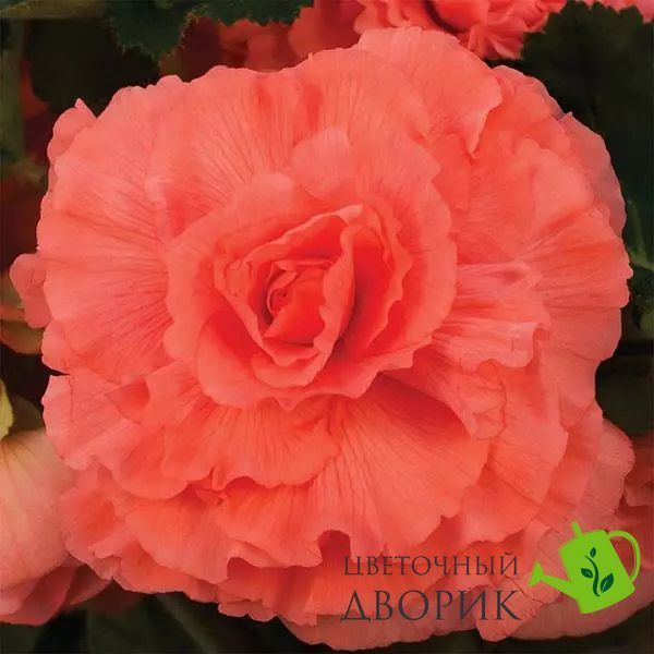 Бегония AmeriHybrid F1 Ruffled Coral Salmon AmerihybridRuffledCoralSalmon-5 фото