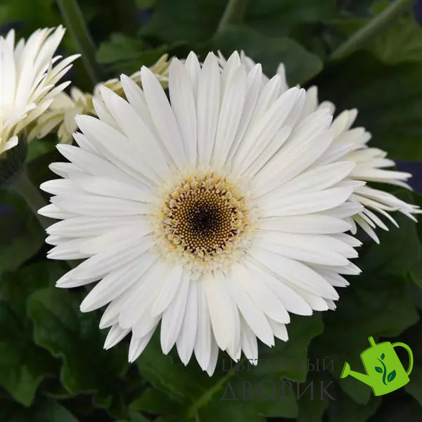 Гербера Colorbloom White with Dark Eye pro-gercolwhiwitdareye-100 фото
