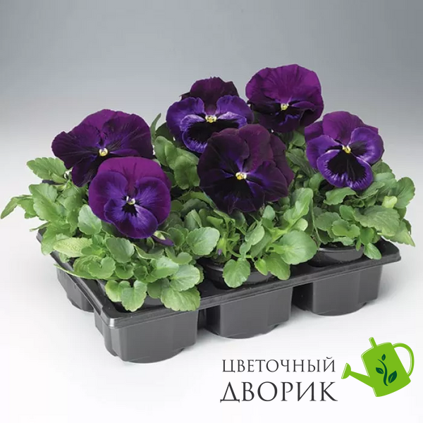 Вiола Colossus F1 Neon Violet  pro-ColossusNeonViolet-1000 фото