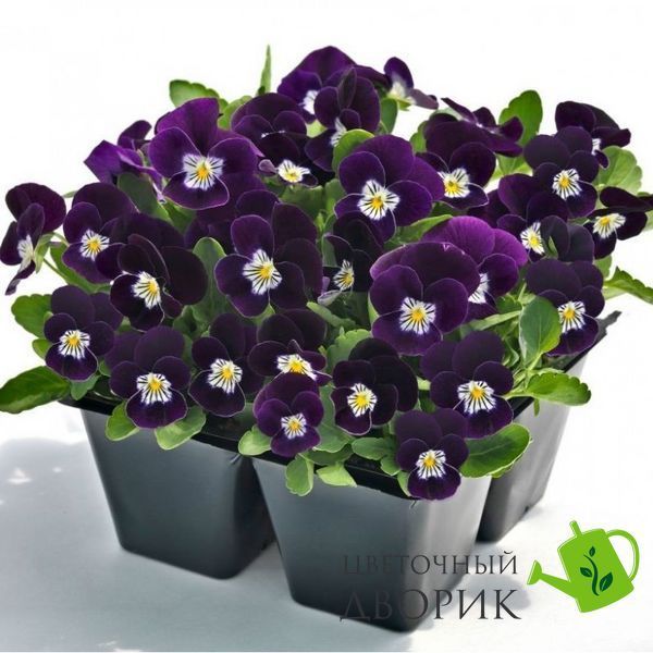 Виола рогатая Admire F1 Purple White Face pro-AdmirePurpleWF-1000 фото