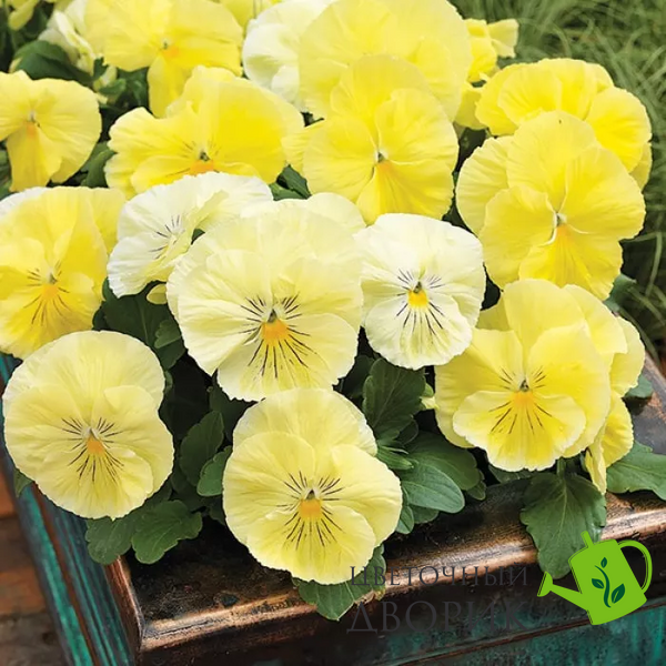 Виола Colossus F1 Lemon Shades pro-viocolf1lemsha-1000 фото