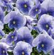 Вiола Inspire Plus F1 Light Blue pro-InspirePlusLightBlue-500 фото 3