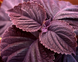 Колеус Giant Exhibition Palisandra GiantExhibitionPalisandra фото 1