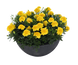 Тагетес Super Hero Deep Yellow SuperHeroDeepYellow фото 1