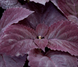 Колеус Giant Exhibition Palisandra GiantExhibitionPalisandra фото 2