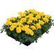 Тагетес Super Hero Deep Yellow SuperHeroDeepYellow фото 4