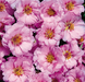 Портулак крупноцветковый Sundial Pink pro-SundialPi-1000 фото 2