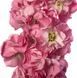 Маттиола StoX Rose Pink StoXRosePink-10 фото 2