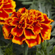 Тагетес Cresta Flame CrestaFlame фото 1