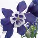 Аквилегия Spring Magic Blue&White pro-akvsprmagblu-1000 фото 1