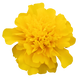 Тагетес Super Hero Deep Yellow SuperHeroDeepYellow фото 2