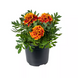 Тагетес Cresta Flame CrestaFlame фото 2