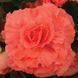 Бегония AmeriHybrid F1 Ruffled Coral Salmon AmerihybridRuffledCoralSalmon-5 фото 2