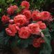 Бегония AmeriHybrid F1 Ruffled Coral Salmon AmerihybridRuffledCoralSalmon-5 фото 1