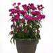 Гвоздика Dynasty Orchid pro-gvodynorcnew202-500 фото 2