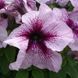 Петунія Prism F1 Blueberry  pro-petprif1strsun-1000dr фото 2