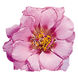 Портулак крупноцветковый Sundial Pink pro-SundialPi-1000 фото 1