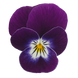 Виола рогатая Admire F1 Purple White Face pro-AdmirePurpleWF-1000 фото 1