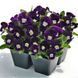 Виола рогатая Admire F1 Purple White Face pro-AdmirePurpleWF-1000 фото 3