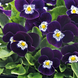 Виола рогатая Admire F1 Purple White Face pro-AdmirePurpleWF-1000 фото 2