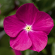 Винка Cora Cascade XDR Violet pro-vincorcasvio-500 фото 2