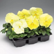 Виола Colossus F1 Lemon Shades pro-viocolf1lemsha-1000 фото 3