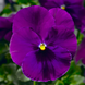 Віола Fino Violet pro-viofinvio-1000 фото 1