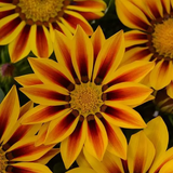 Газанiя New Day F1 Red Stripe NewDayRedStripe фото