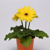 Гербера Colorbloom Yellow with Dark Eye pro-gercolyelwitdareye-100 фото