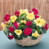 Настурція Baby Lemon Raspberry New2027 pro-BabyLemonRaspberry-1000 фото