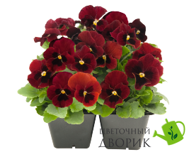 Віола рогата Admire F1 Red Blotch  pro-AdmireRedB-1000 фото