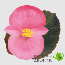 Бегонiя Big F1 Rose Bronze Leaf BigRoseBrLeaf фото