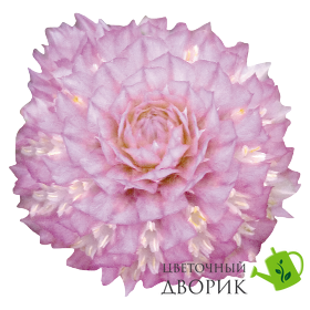 Гомфрена Buddy Rose pro-BuddyRose-1000 фото