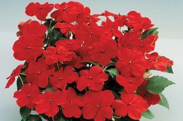 Бальзамiн Balance Red pro-balbalred-1000 фото